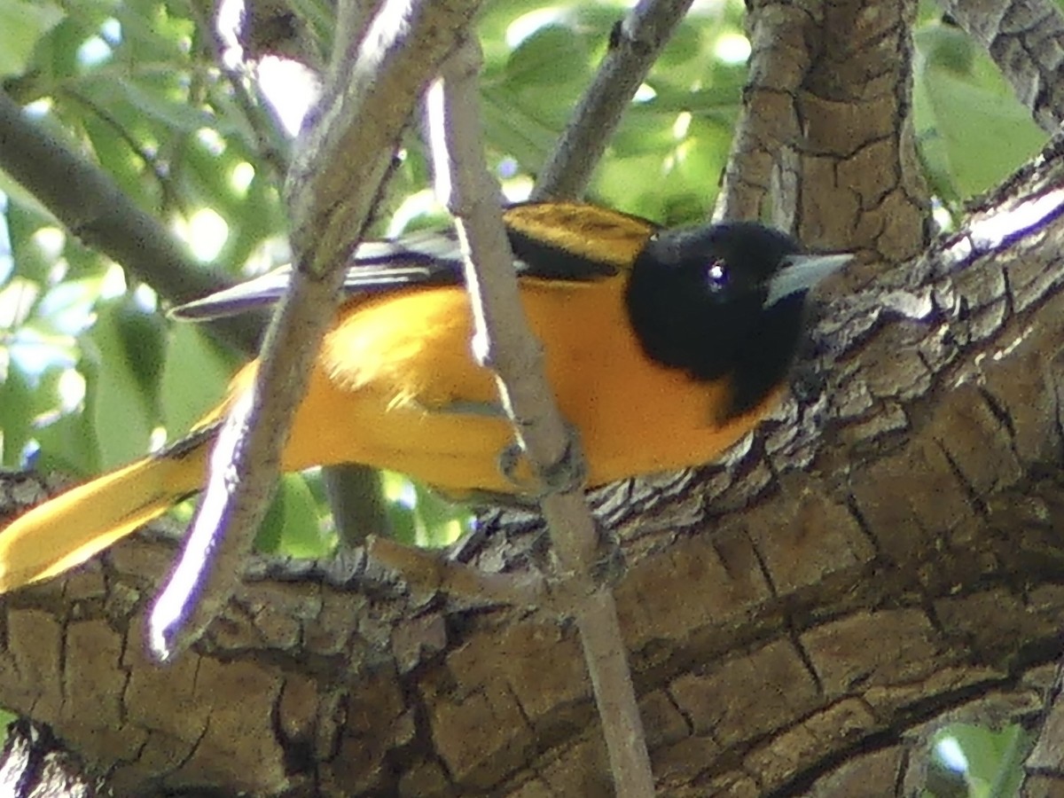 Baltimore Oriole - ML642922549