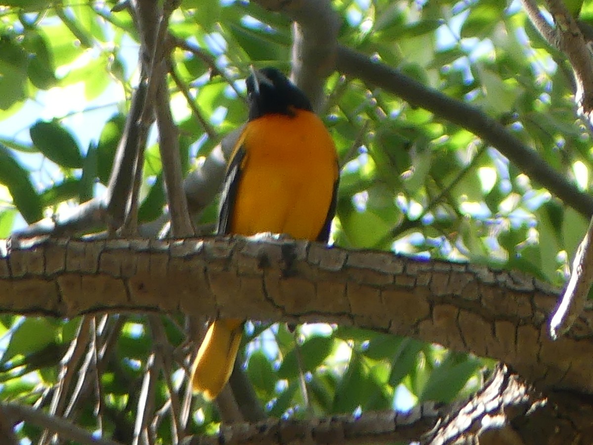 Baltimore Oriole - ML642922550