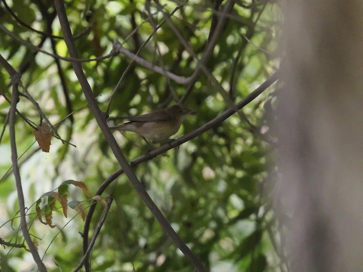 passerine sp. - ML642922551