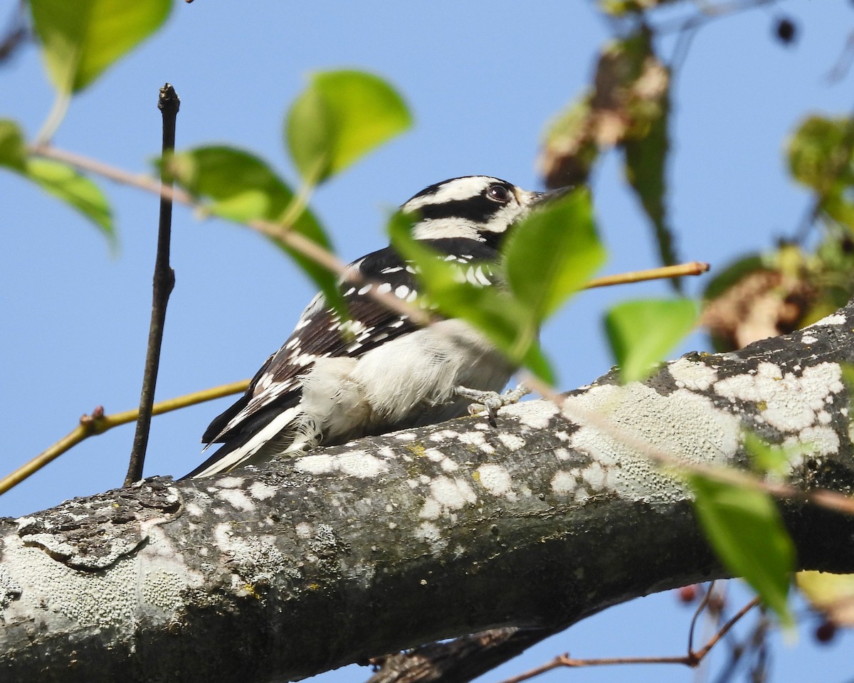 Downy Woodpecker - ML642922559
