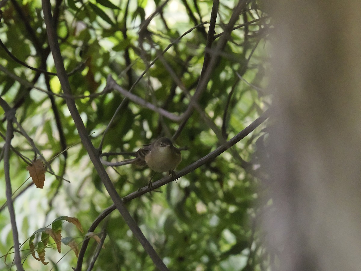 passerine sp. - ML642922560