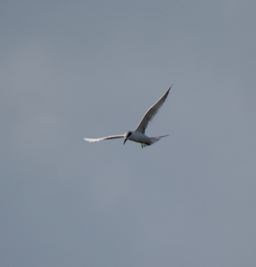 Forster's Tern - ML642922605