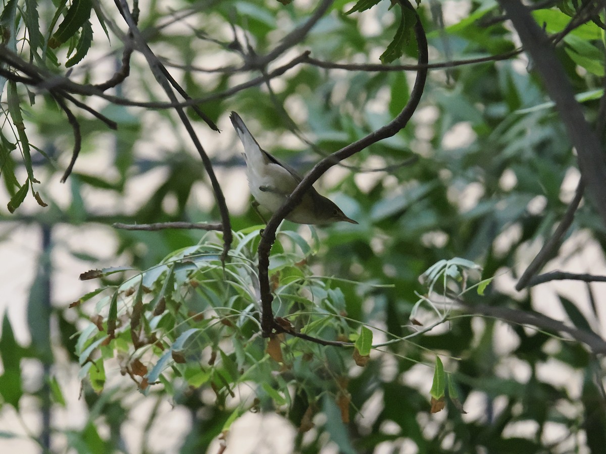 passerine sp. - ML642922607