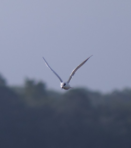 Forster's Tern - ML642922609