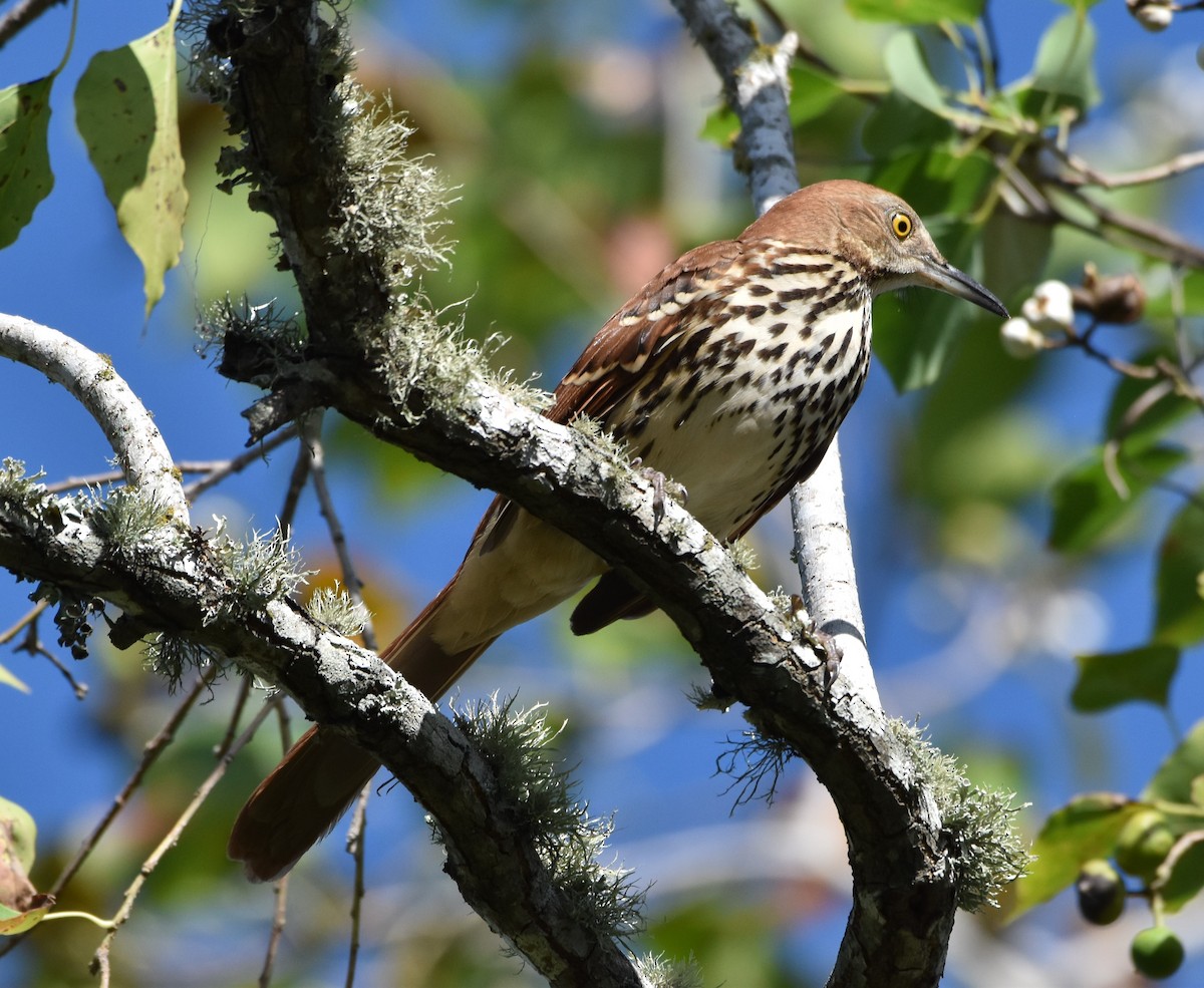 Brown Thrasher - ML642922610