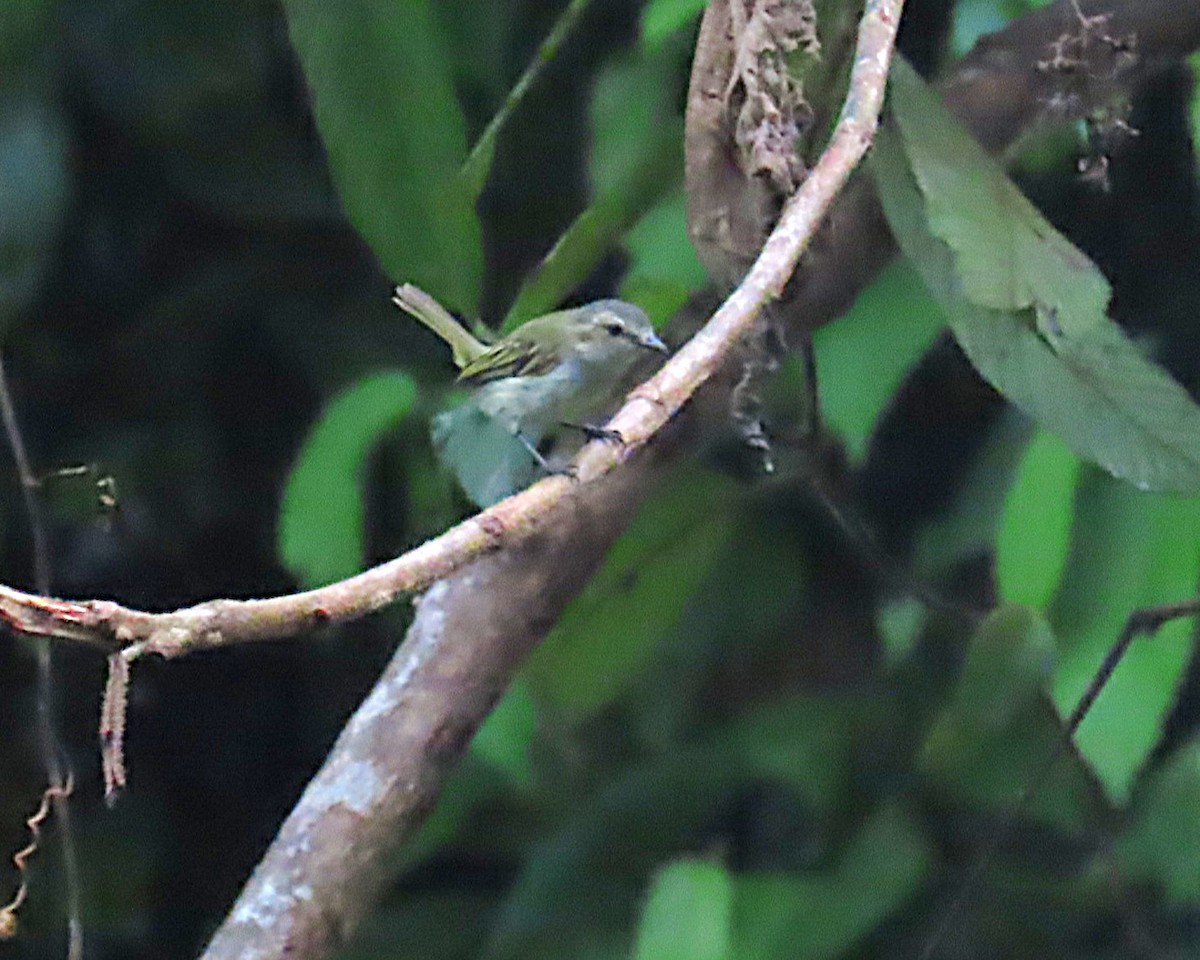 Mistletoe Tyrannulet - ML642922612