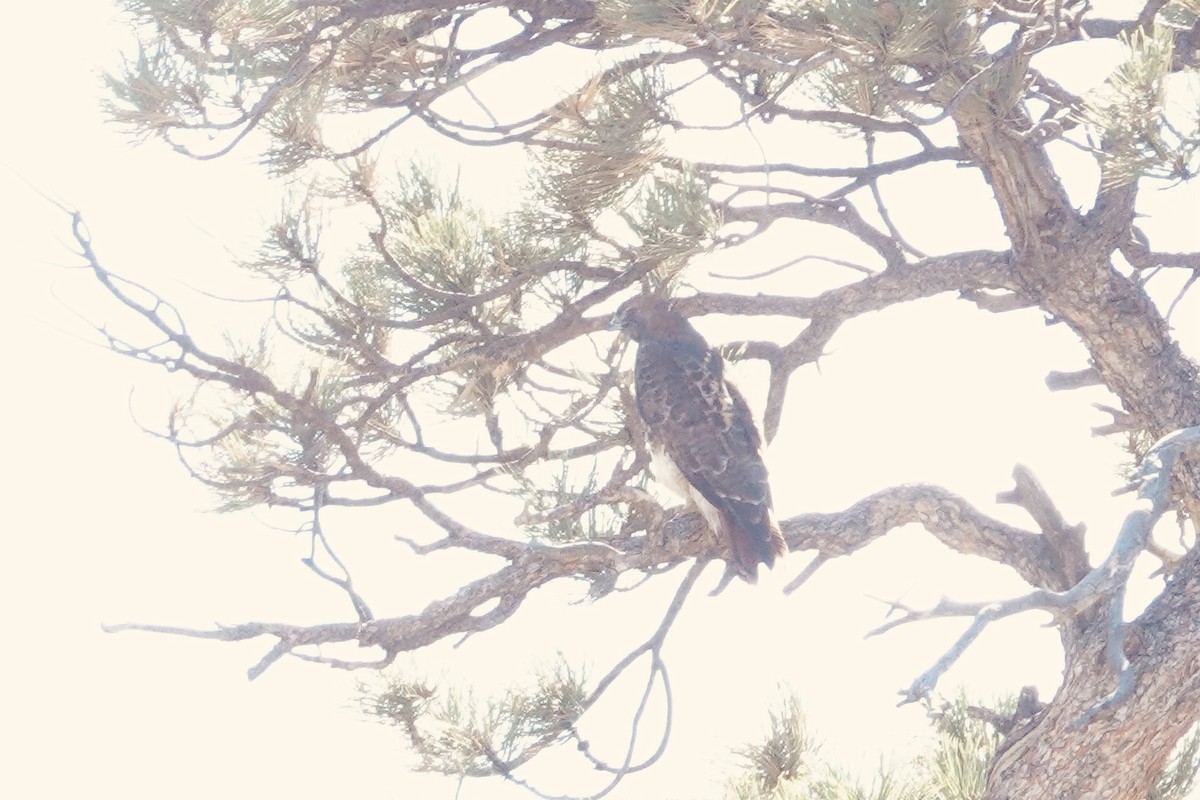 Red-tailed Hawk - ML642922615