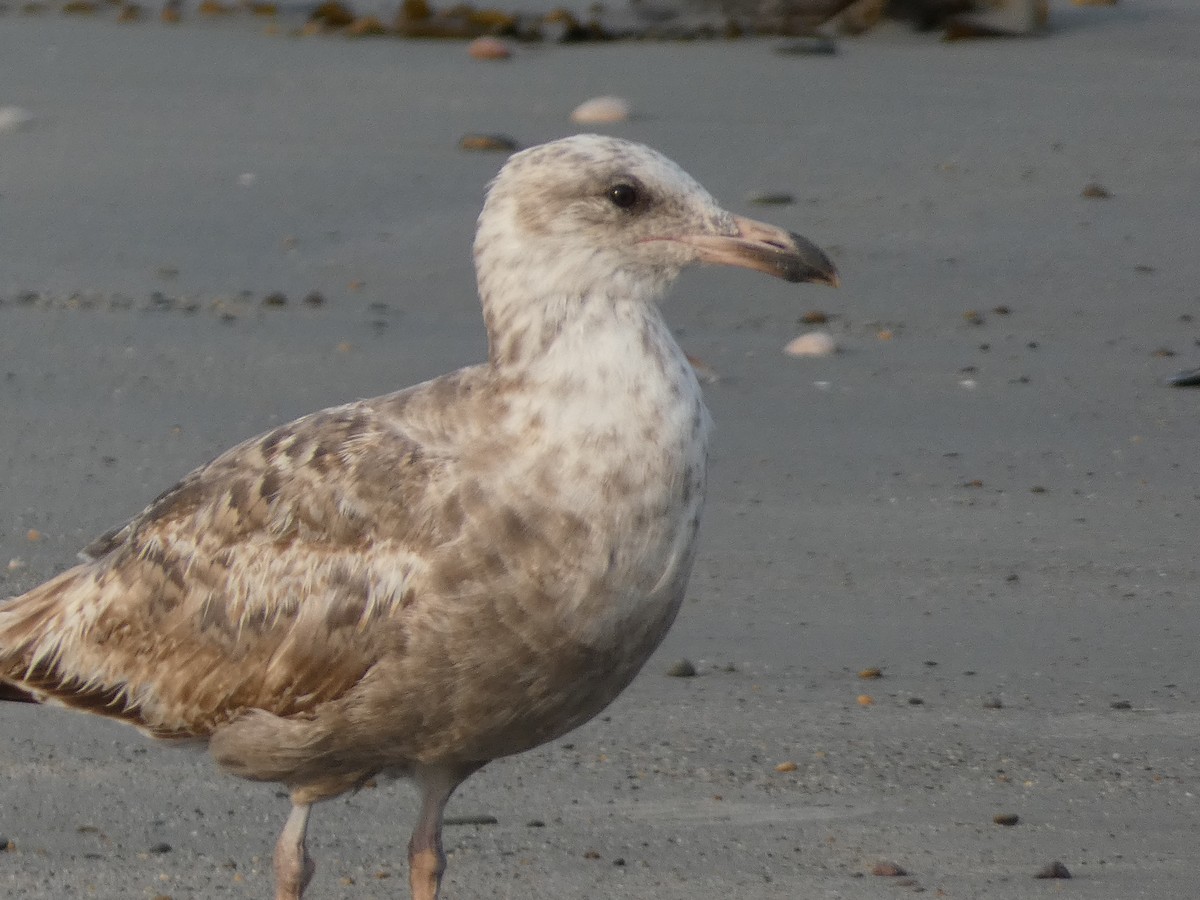 American Herring Gull - ML642922617