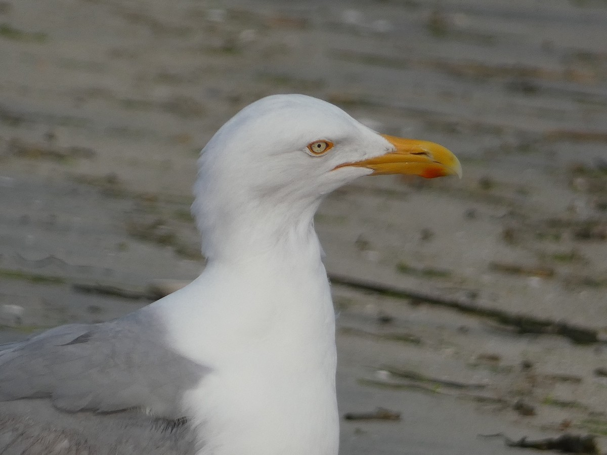 American Herring Gull - ML642922618
