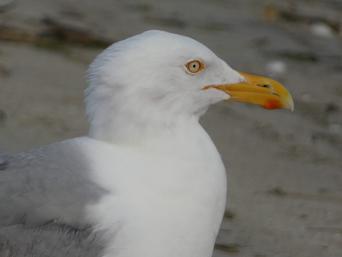 American Herring Gull - ML642922619