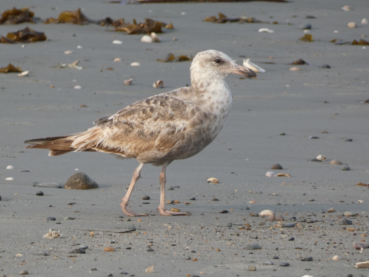 American Herring Gull - ML642922624