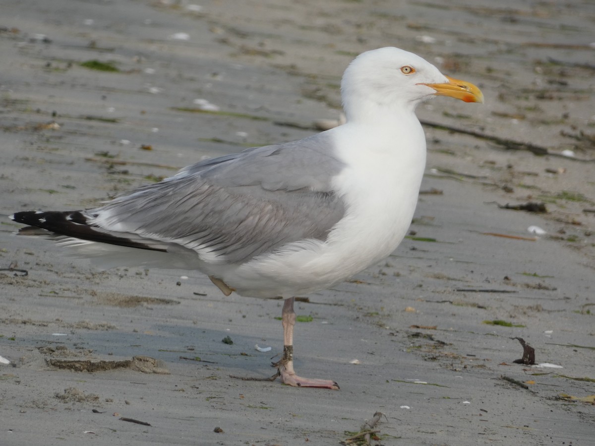 American Herring Gull - ML642922625