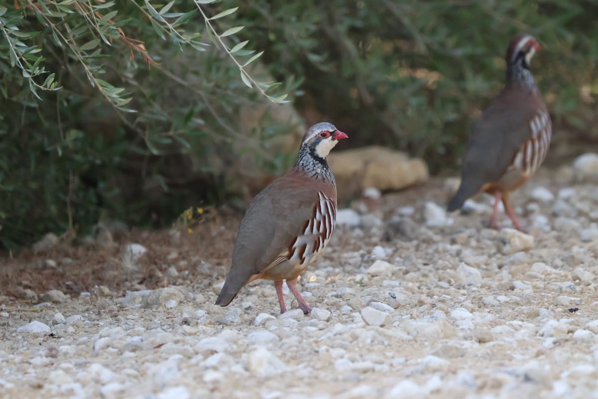 Red-legged Partridge - ML642922633