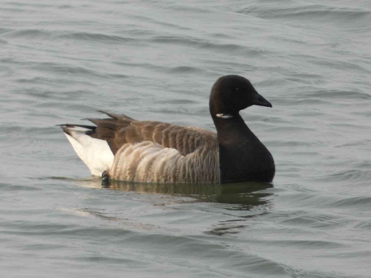 Brant (Atlantic) - ML642922637