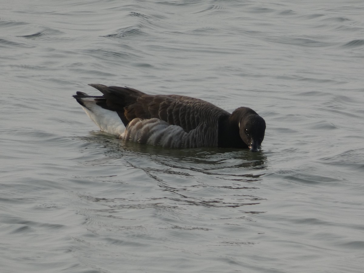Brant (Atlantic) - ML642922639