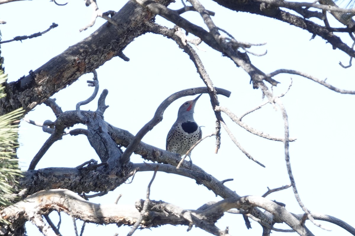 Northern Flicker - ML642922640