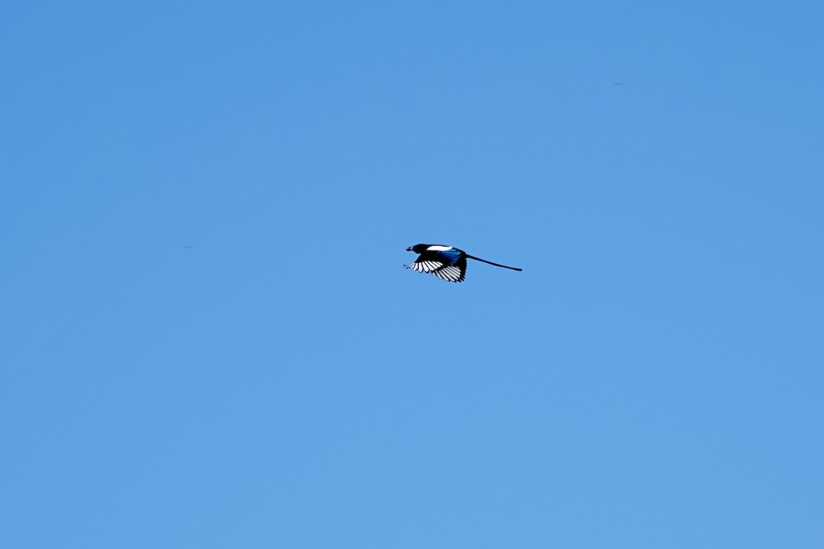 Black-billed Magpie - ML642922649