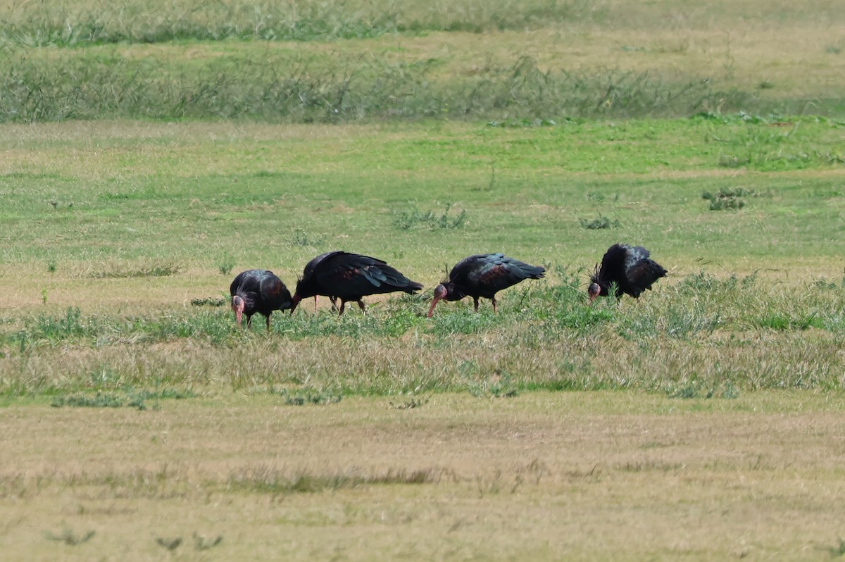 ibis skalní - ML642922652