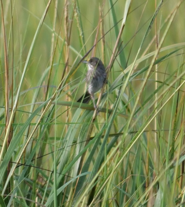 Seaside Sparrow - ML642922658