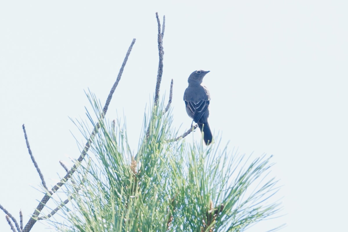 Townsend's Solitaire - ML642922668