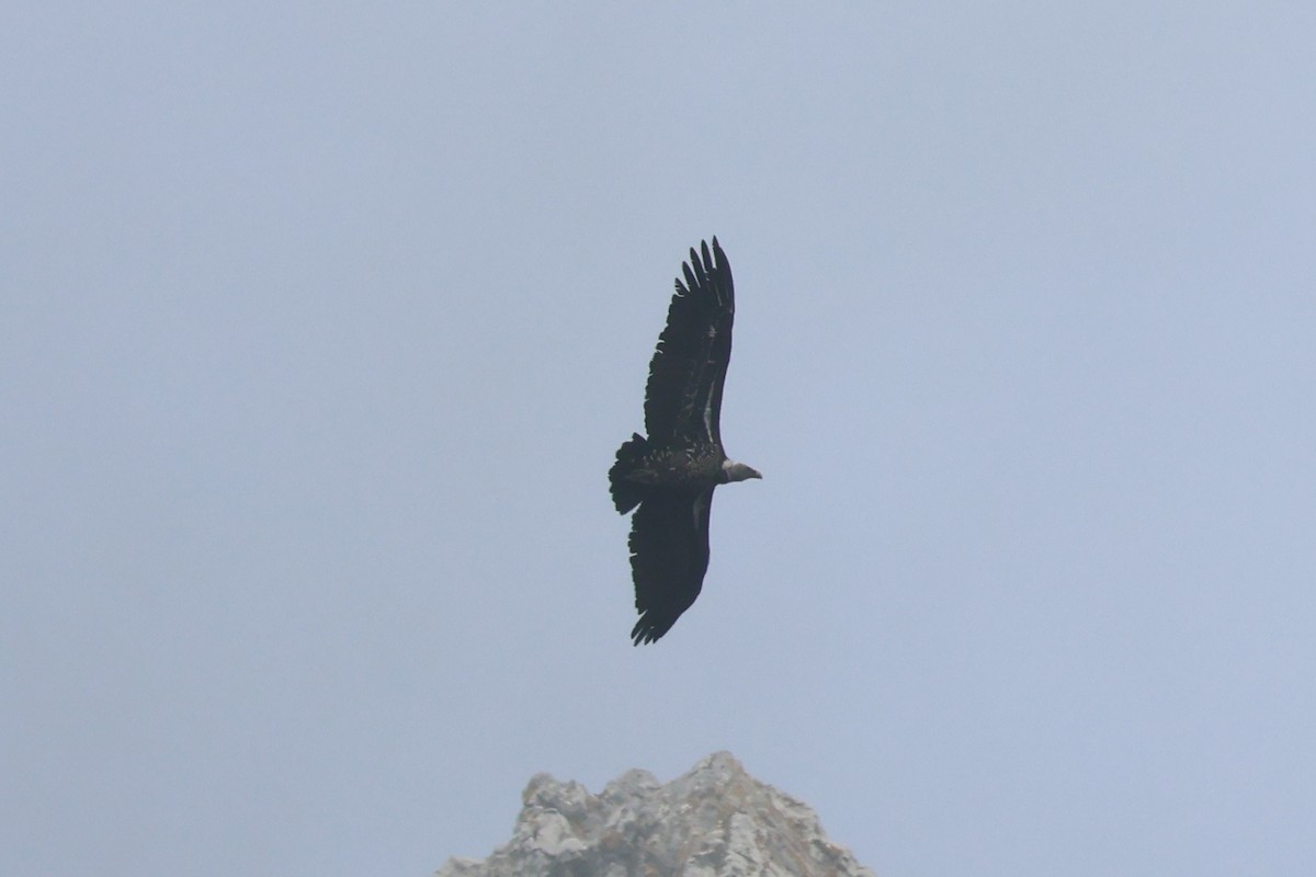 Rüppell's Griffon - ML642922678