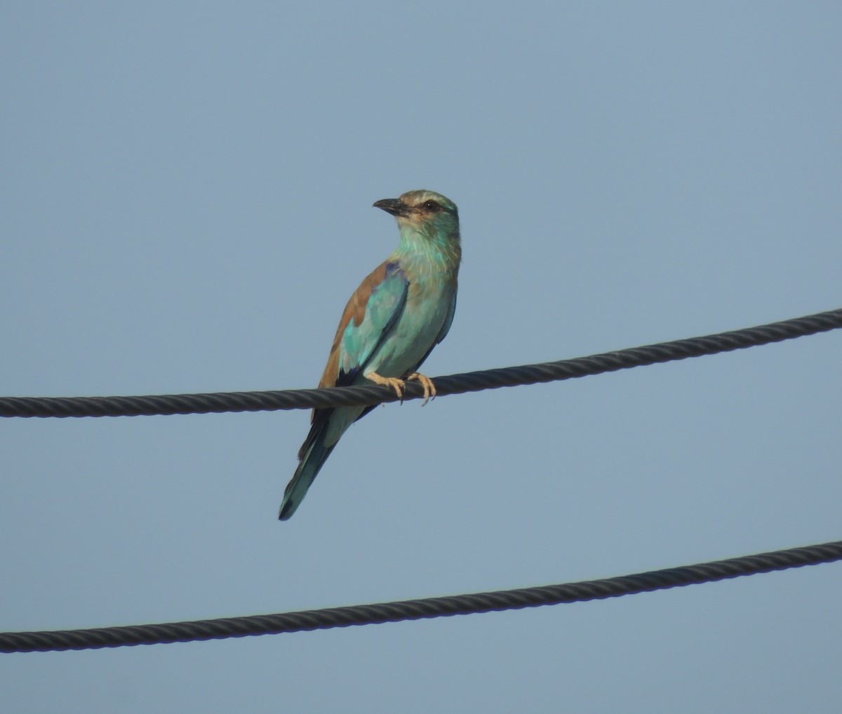 European Roller - ML642922699