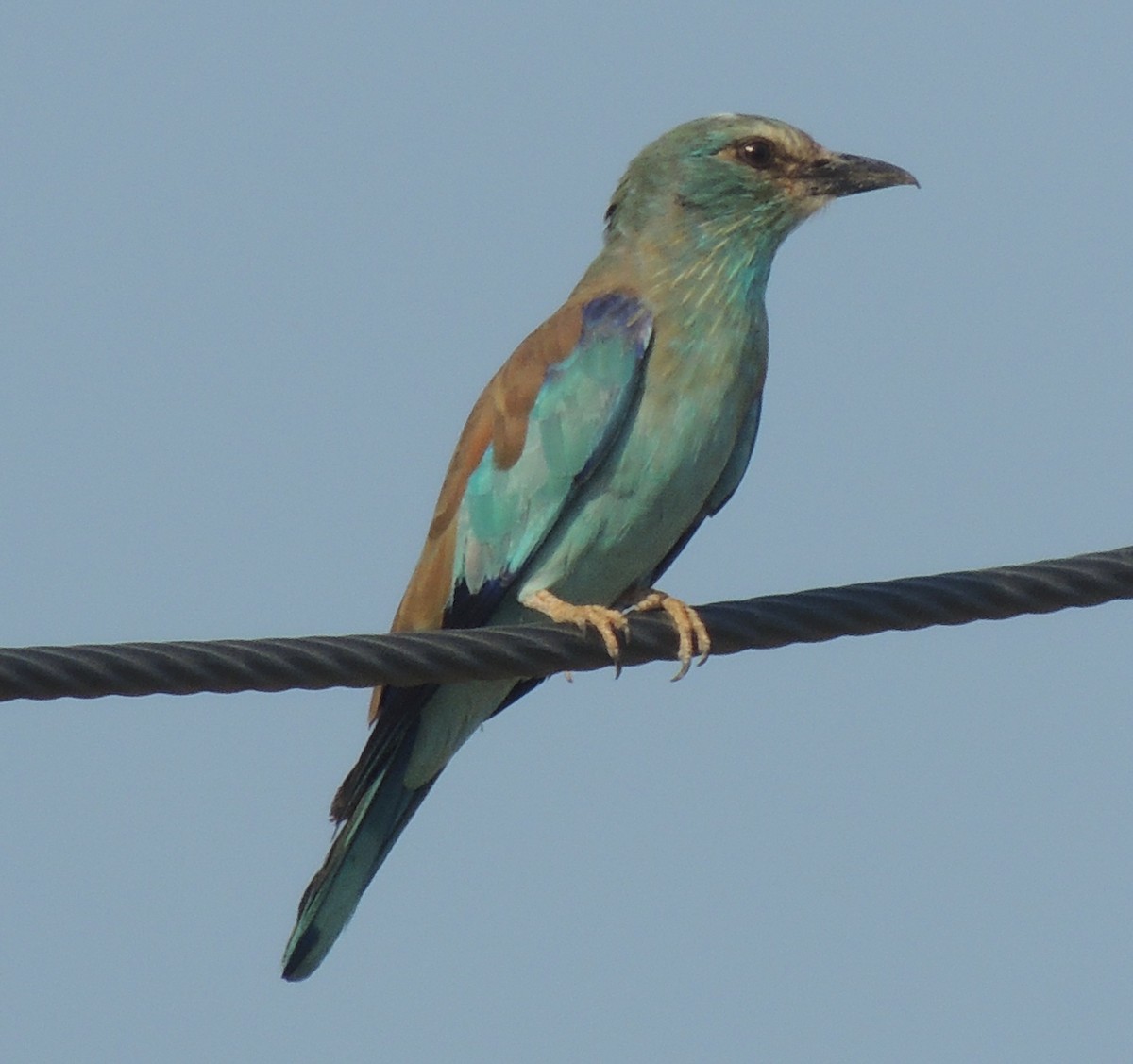 European Roller - ML642922700