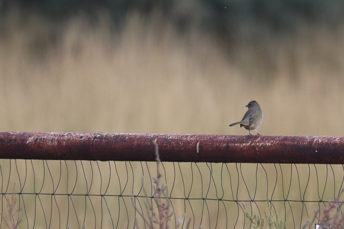Green-tailed Towhee - ML642922704