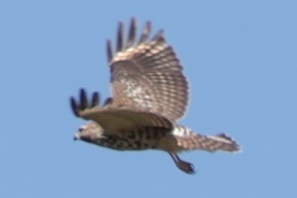 Red-shouldered Hawk - ML642922707