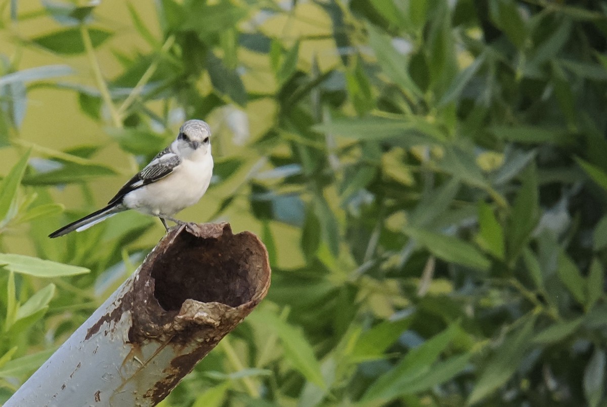 Masked Shrike - ML642922708