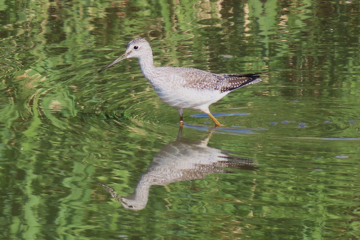 Greater Yellowlegs - ML642922709
