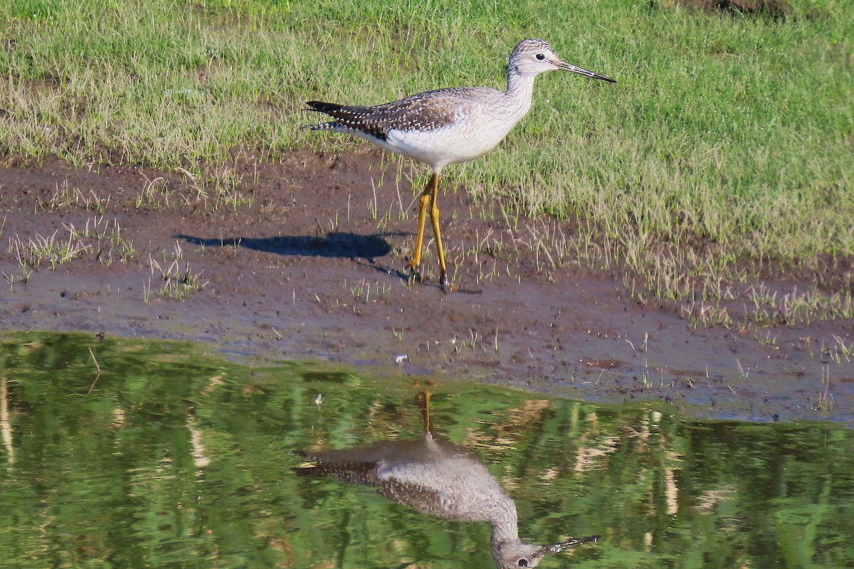 Greater Yellowlegs - ML642922710