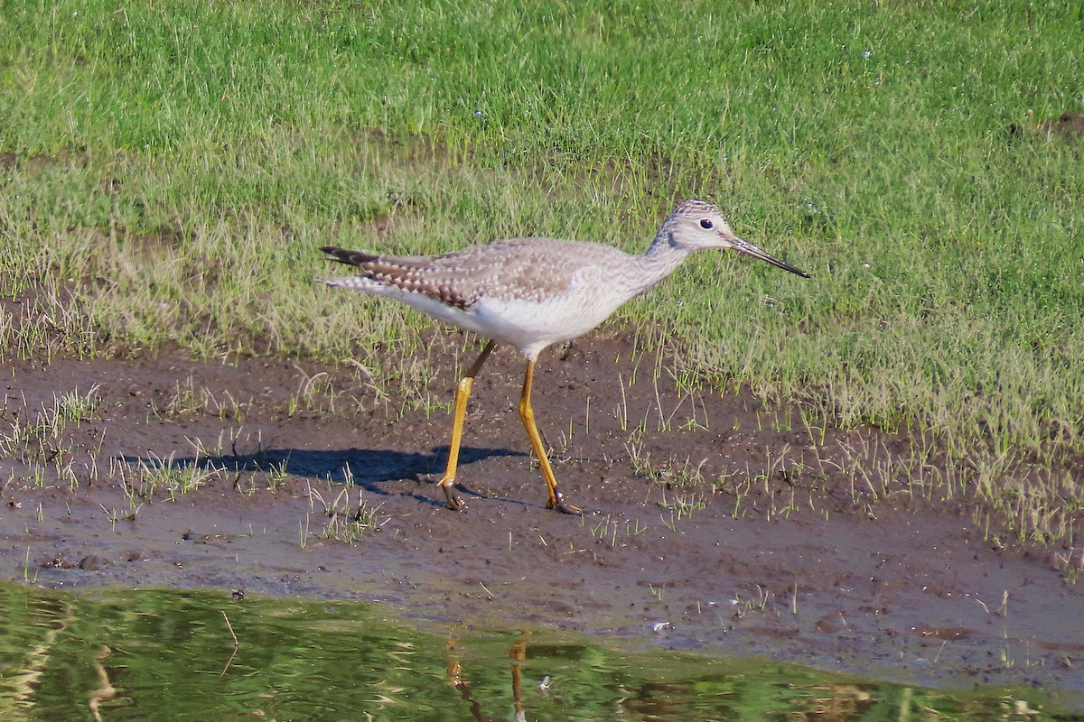 Greater Yellowlegs - ML642922711