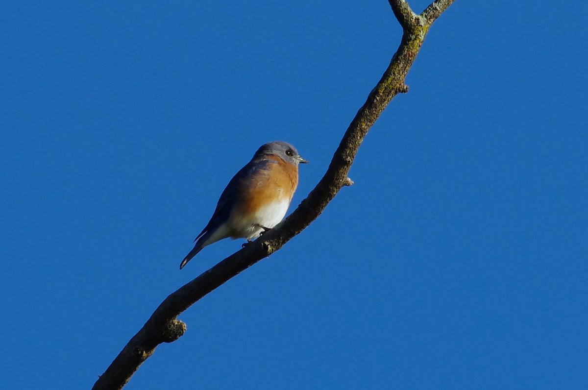 Eastern Bluebird - ML642922721