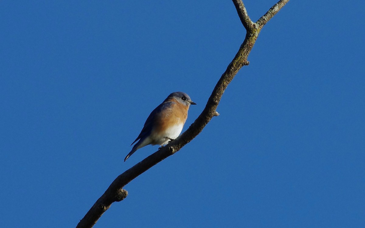 Eastern Bluebird - ML642922722