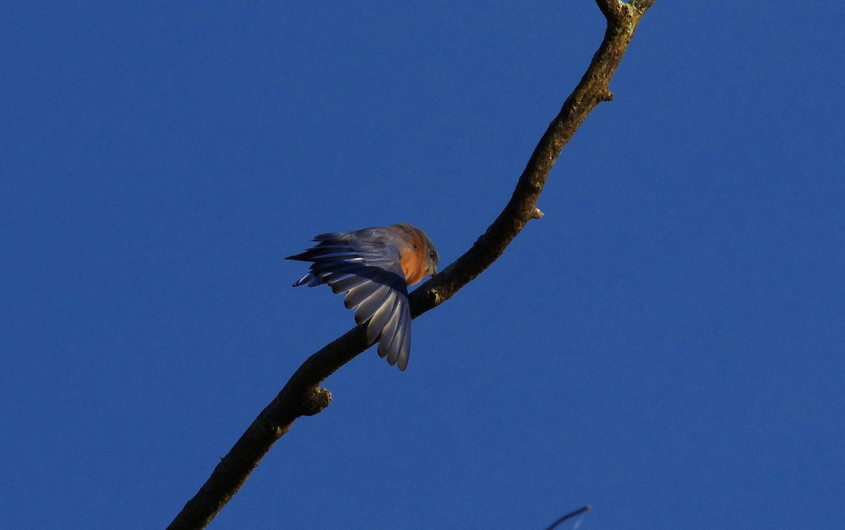 Eastern Bluebird - ML642922723