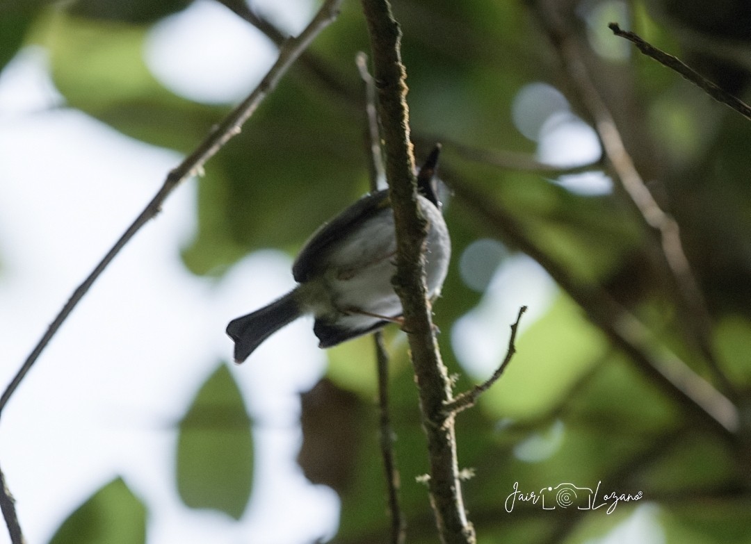 Black-throated Tody-Tyrant - ML642922725