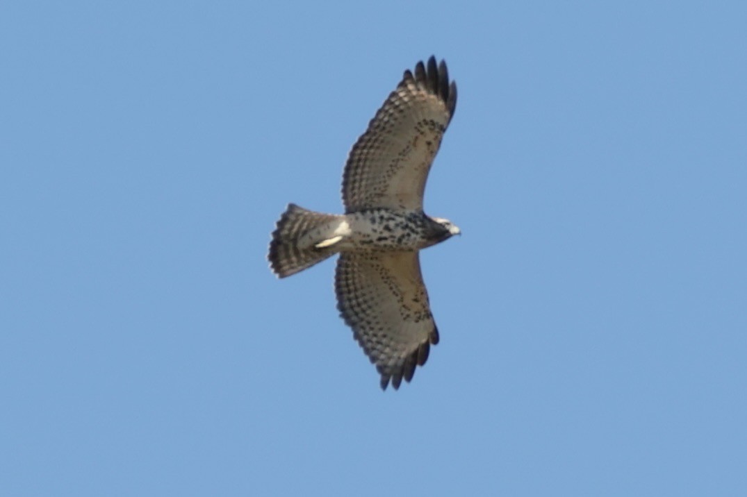 Broad-winged Hawk - ML642922726