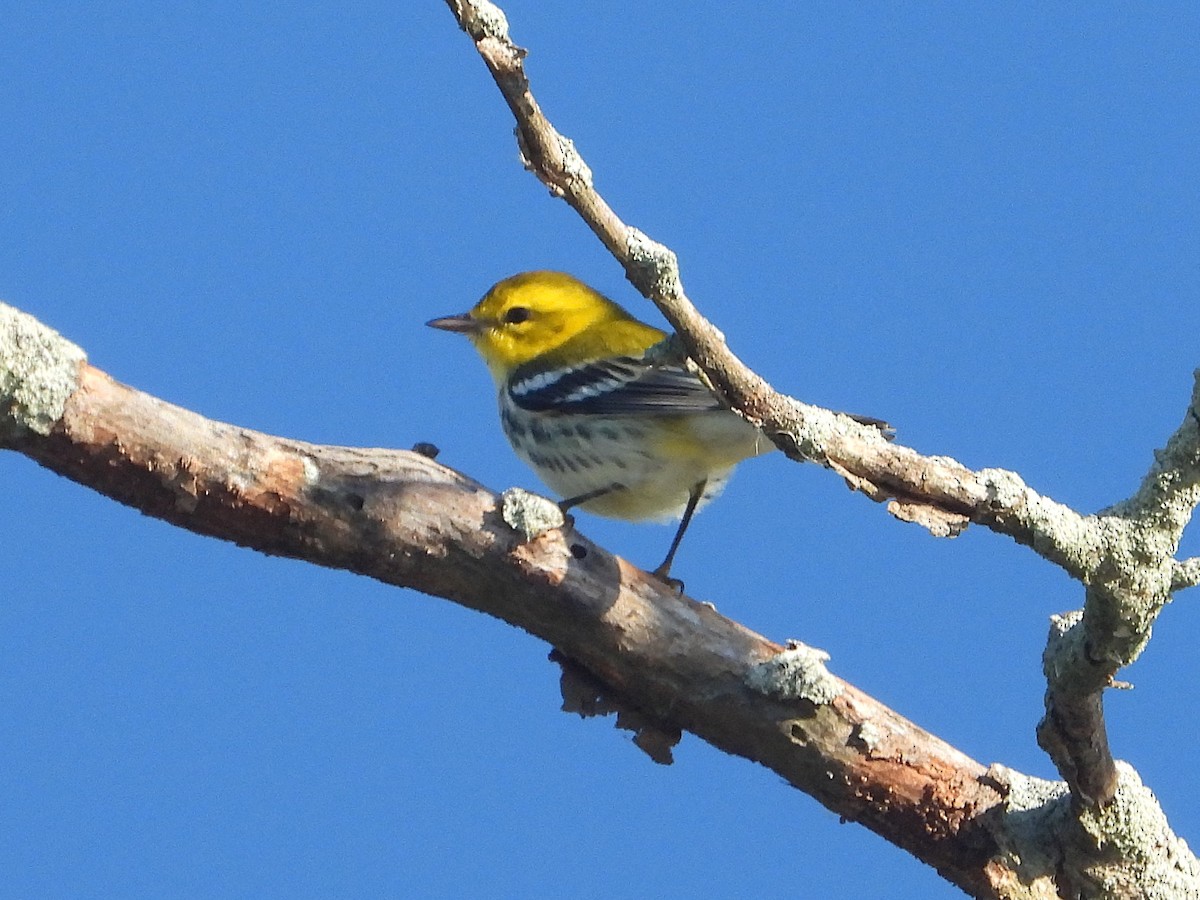 Black-throated Green Warbler - ML642922727