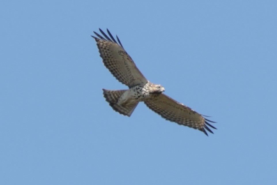 Broad-winged Hawk - ML642922730