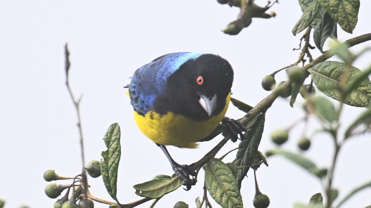 Hooded Mountain Tanager - ML642922731