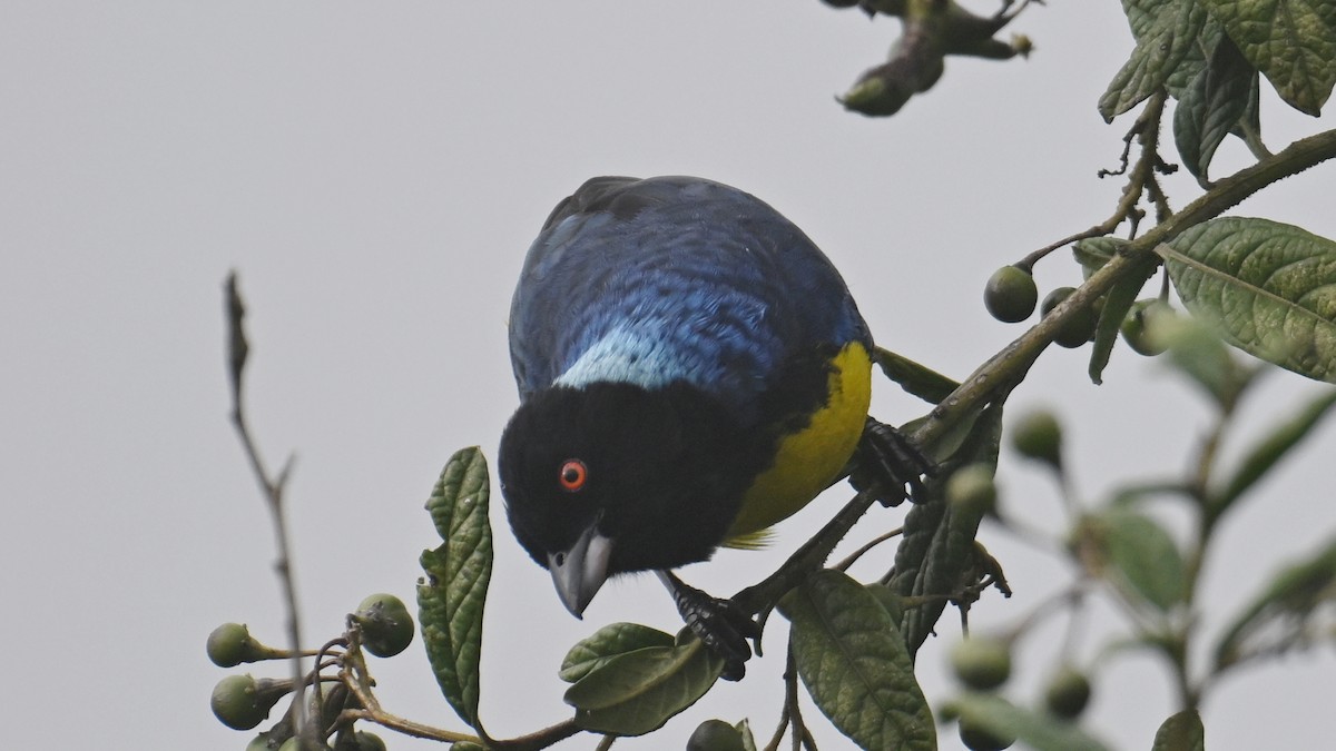 Hooded Mountain Tanager - ML642922734