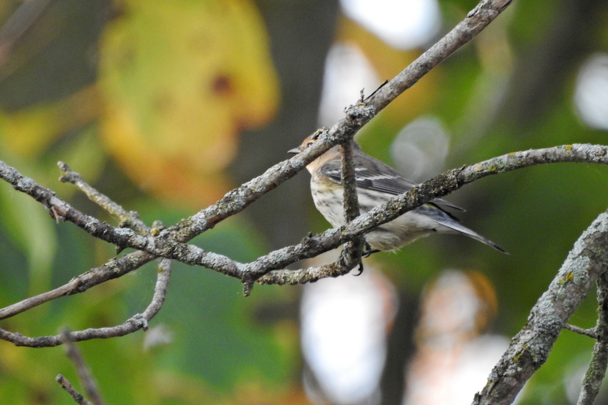 Yellow-rumped Warbler - ML642922737
