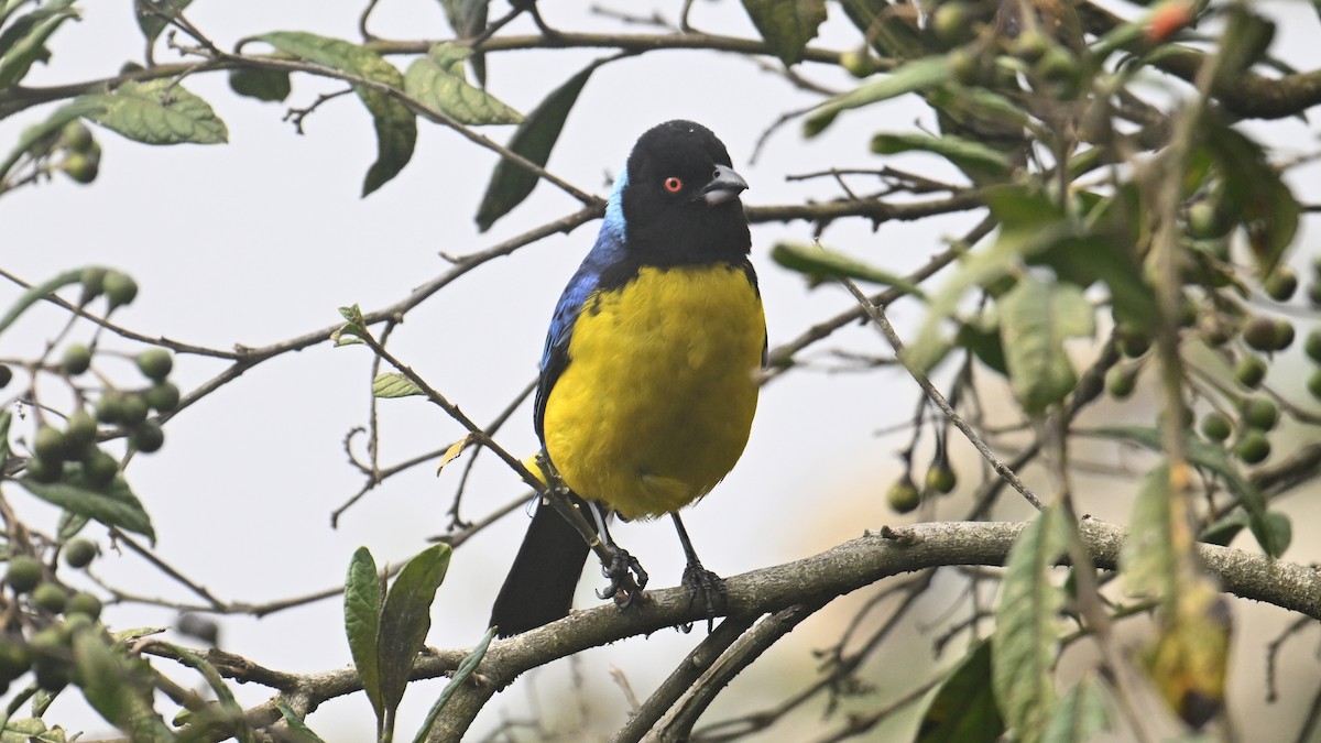 Hooded Mountain Tanager - ML642922739