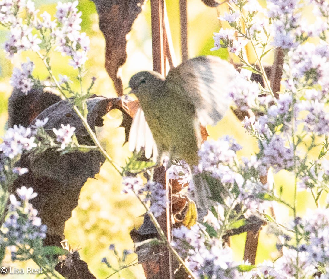 Tennessee Warbler - ML642922743