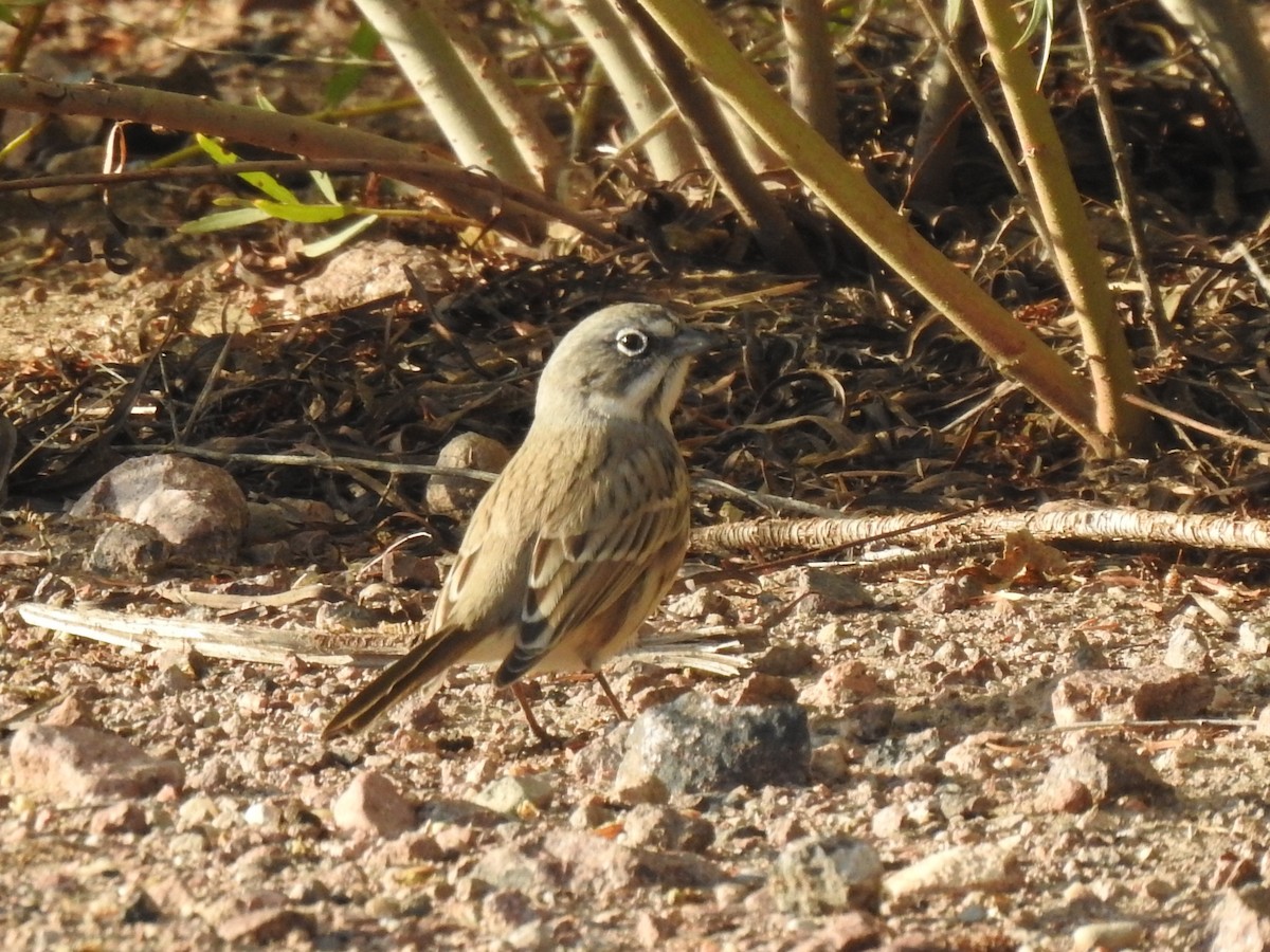 Sagebrush Sparrow - ML642922744