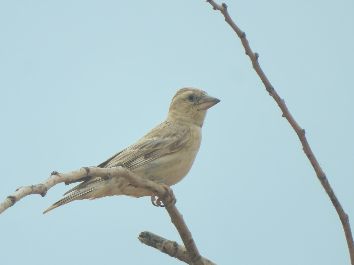 Rock Sparrow - ML642922745