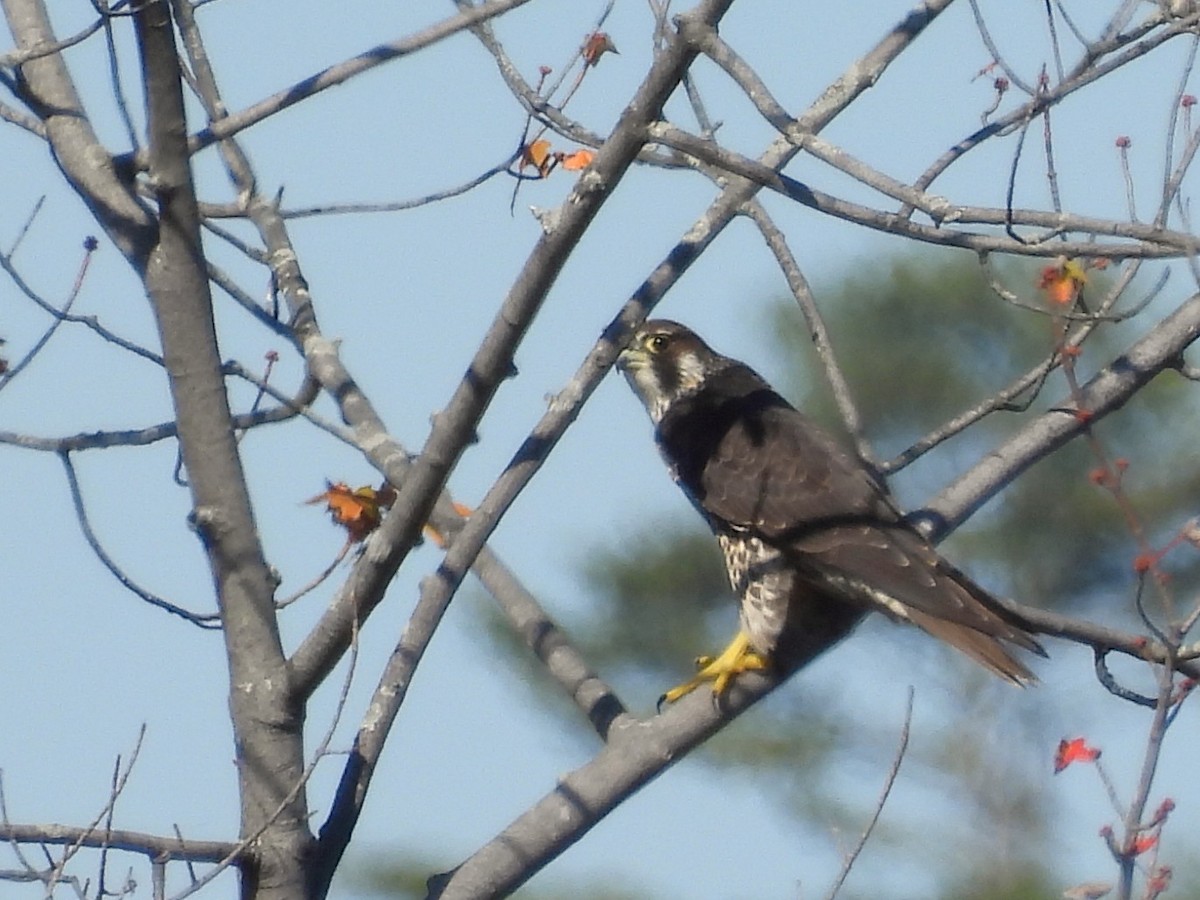 Эгэл шонхор - ML642922753