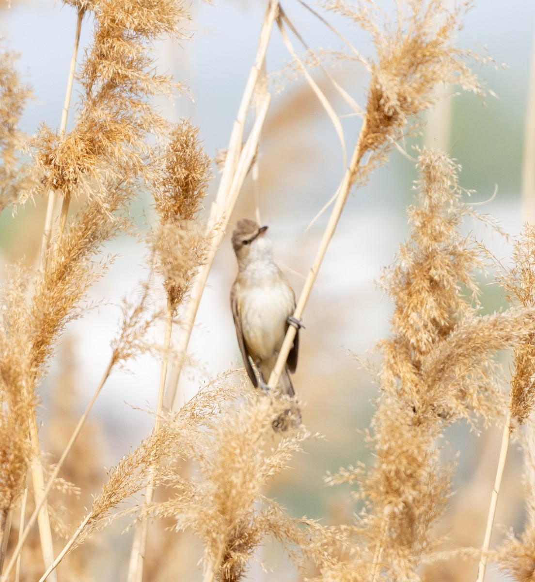 Cetti's Warbler - ML642922755