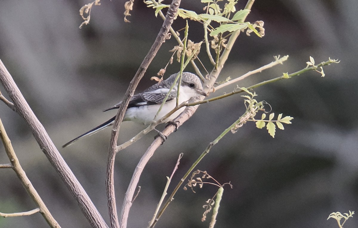 Averla mascherata - ML642922756